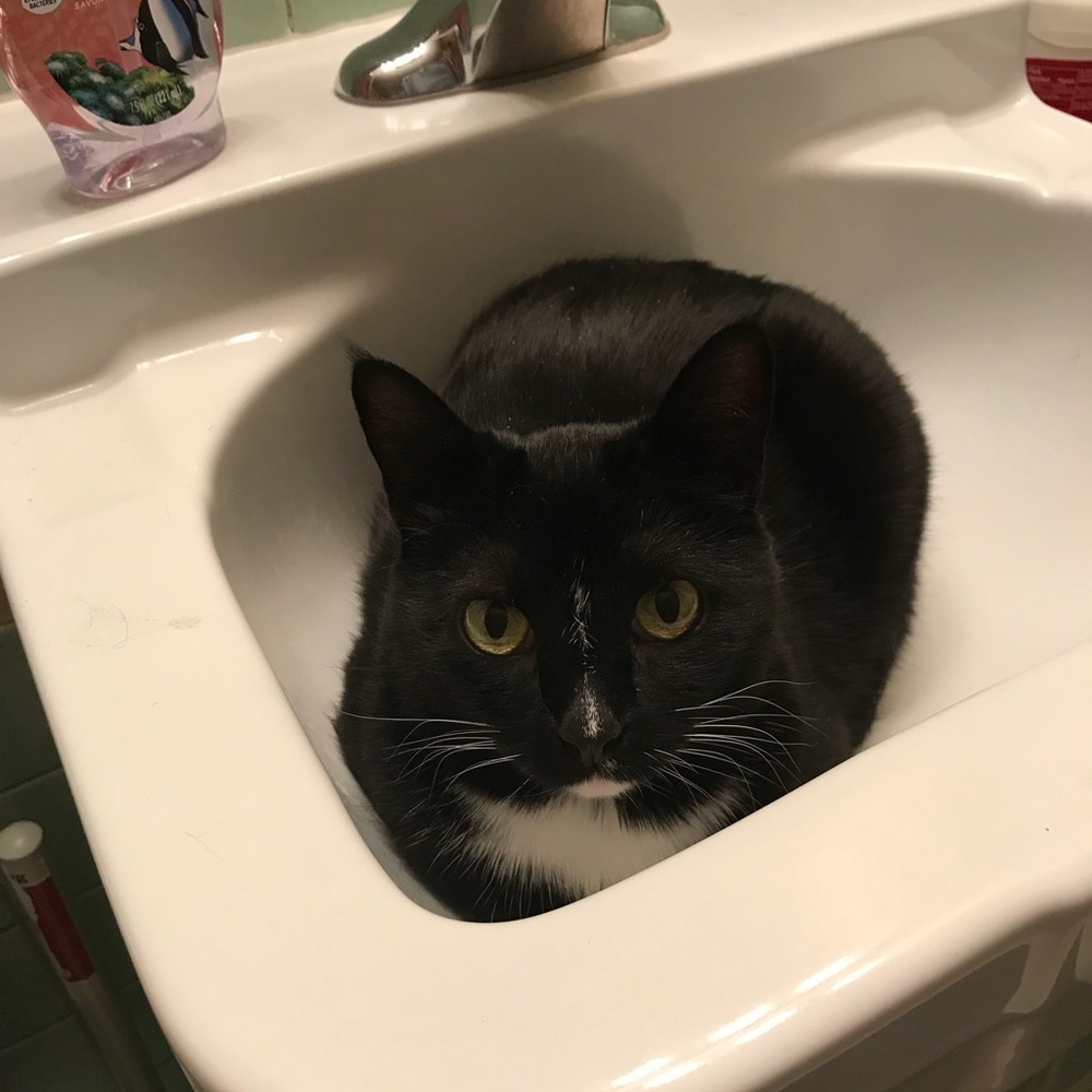 Meet your Posher, Abby